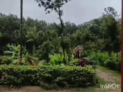ಸಕಲೇಶಪುರ: ಉದಯವರ ಗ್ರಾಮದಲ್ಲಿ ಮರಿಯೊಂದಿಗೆ ಕಾಡಾನೆ ಭೀಮಾ ಓಡಾಟ: ಭಯಭೀತರಾದ ಗ್ರಾಮಸ್ಥರು