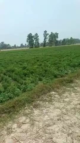 ग़म ट़ाड़पुरवा मजरे गोठिया ज़ैदपुर बाराबंकी हमरे खेत के बगल दल दिये है