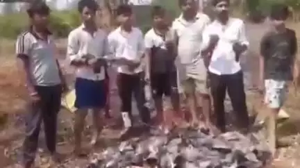 नांगल चौधरी: नांगल चौधरी में रात की आंधी-बारिश से 200 से अधिक कबूतर मरे