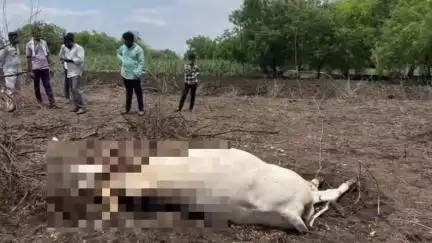 परळी: नागापूर येथे विजेची तार तुटून बैलाच मृत्यू