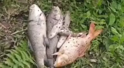 বজালী ভাগ: বজালীৰ জানপাৰত পুখুৰীত বিহ দি মাছ নিধন দুষ্কৃতিকাৰীৰ, ৪ লক্ষাধিক টকাৰ ক্ষতিসাধন