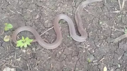 मेहकर: गोहगाव येथे जेवणासाठी पाटावर बसत असताना ११ वर्षीय बालकाला सर्पदंश झाल्याने झाला त्याचा मृत्यू