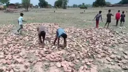 भंडरिया: केंदु पत्ता केंद्रों में बाल मजदूरी का खुलासा, स्कूली बच्चों से ₹100 में कराया जा रहा पांच घंटे का श्रम