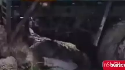 जत: जत तालुक्यातील मुचंडी येथे मिनीटेम्पो आणि आयशर मध्ये भीषण अपघात, दोन जागीच ठार एक गंभीर जखमी