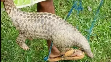 আমগুৰি: নামতিৰ কুকুৰাচোৱা গাঁ‌ৱত উদ্ধাৰ হোৱা বিৰল প্ৰজাতিৰ বনৰৌ  ৰাইজে গতালে বনবিভাগক