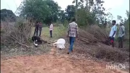 कामडारा: कोंसा खैराटोली गांव में बिजली के तार से करंट लगने से दो बैलों की मौत, मालिक ने मुआवजे की मांग की