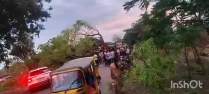 ఇల్లందు: టేకులపల్లి మండల పరిధిలోని సీతారాంపురం, లాలు తండా గ్రామాల మధ్య రోడ్డుపై భారీ వృక్షం పడటంతో ట్రాఫిక్ అంతరాయం