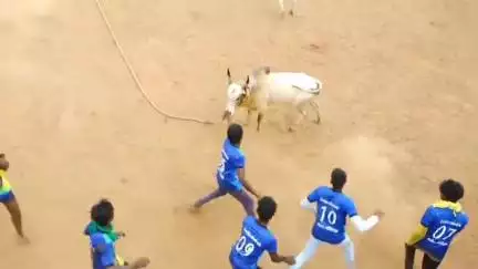 காளையார்கோவில்: வீரமுத்து பட்டியில் கோவில் திருவிழாவை முன்னிட்டு வடமாடு மஞ்சுவிரட்டு போட்டி. 14 காளைகள். 126 மாடுபிடி வீரர்கள் பங்கேற்பு.