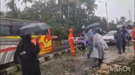 ആലുവ: വാപ്പാലശ്ശേരിപള്ളിക്ക് സമീപം ദേശീയപാതയിൽ മരം വീണു, രണ്ടു മണിക്കൂർ നീണ്ട ഗതാഗതക്കുരുക്ക്