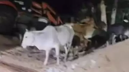 बिशुनपुर: बिशुनपुर पुलिस मवेशी तस्करी मामले में आधा दर्जन लोगों से कर रही पूछताछ