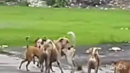 पनवेल: खारघर, तळोजा वसाहतीत उपद्रव; कुत्र्यांचा ९४ जणांना चावा