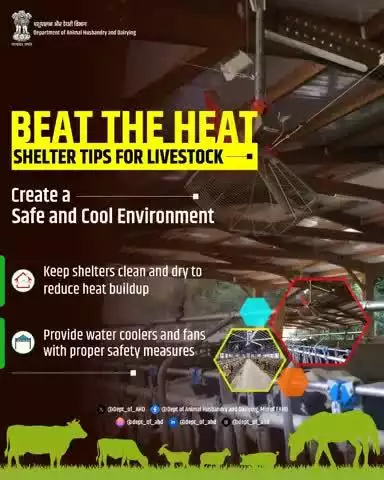 Beat the Heat – Shelter Tips for Livestock 

Maintain clean, dry shelters to reduce heat. Use fans or water coolers safely to keep animals comfortable in rising temperatures.
#BeatTheHeat #LivestockShelter #AnimalWelfare