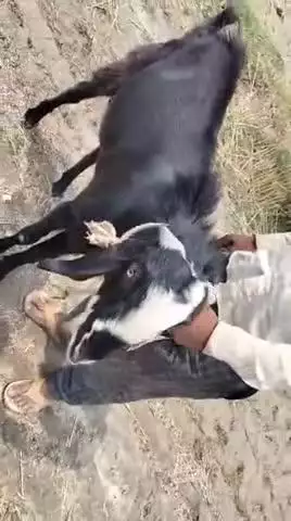 Mahoba U P Bagraun babu ahivaar