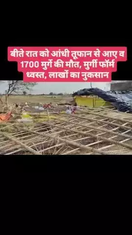 #हमीरपुर तूफान आने से मुर्गी फॉर्म हुआ तहस नहस, लाखों का नुकसान, 1700 मुर्गे दबकर खत्म