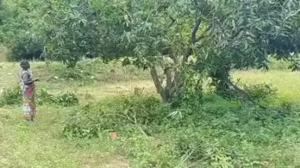 பேரணாம்பட்டு: பெரிய கணவாய் பகுதியில் விவசாய நிலத்தில் காட்டு யானைகள் புகுந்து அட்டகாசம் ஒப்பாரி வைத்து கண்ணீருடன் மூதாட்டி வேதனை #localissue