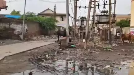 બાવળા: બાવળા ખાતે સંત આશ્રમ નજીક વીજ કરંટ લાગતા બે પશુઓના મોત નિપજયા