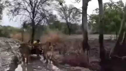 सिंदखेड राजा: दत्तापुर येथे दत्तापूर ते शिवणी टाका रस्त्याच्या खडीकरण कामाचे आमदार मनोज कायंदे यांच्या हस्ते भूमिपूजन