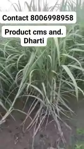 contact number 8006998958