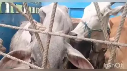 चिखलदरा: दुर्गम खोगळ्यात गौ-तस्करीचा पर्दाफाश;यशवंत काळे यांच्या पुढाकाराने ११ गौवंशांना जीवनदान