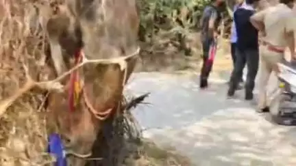 सावर: सांकरिया में शराब के नशे में धुत व्यक्ति द्वारा बछड़े से कुकर्म करने की आशंका, गुड़गांव से पहुंची मेडिकल टीम