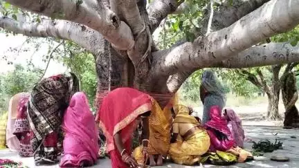 फरसाबहार: अंकिरा समेत शहरी और ग्रामीण इलाकों में वट सावित्री पूजा की धूम, सुहागिनों ने पति की लंबी उम्र के लिए की पूजा