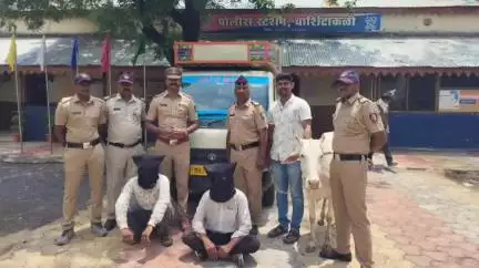 बार्शीटाकळी: बार्शीटाकळी पोलीस स्टेशन हद्दीत गुरे चोरणाऱ्या दोन चोरट्यांना अटक, दोन लाख पन्नास हजार रुपयांच्या मुद्देमाल जप्त