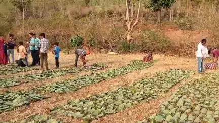बड़ा मलेहरा: बड़ामलहरा में तेन्दू पत्ता संग्रहण पूर्ण, 14,680 बोरा पत्ता संग्रहीत