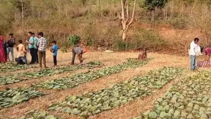 बड़ा मलेहरा: बड़ामलहरा में तेन्दू पत्ता संग्रहण पूर्ण, 14,680 बोरा पत्ता संग्रहीत