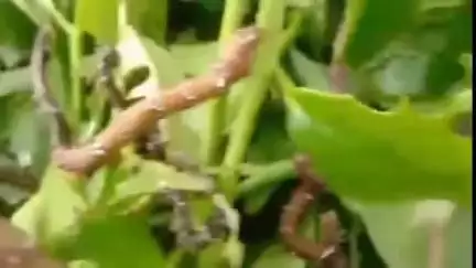 ফাঁসিদেওয়া: লোফার পোকার উপদ্রপ, চা উৎপাদনে ঘাটতি; সমস্যায় ফাঁসিদেওয়ার একাধিক চা-বাগান মালিকেরা #jansamasya