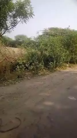 बहुजन मुक्ति पार्टी के प्रदेश सचिव ने दिया बड़ा बयान देश मैं पशु पक्षियों को भोजन न मिलने के कारण हो रहे विलुप्त वन विभाग बाबुल की बजाय रोपण करें फलदार वृक्ष जय मूलनिवासी जय भारत जय भीम जय संविधान