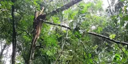 കുന്നത്തൂർ: കമ്പലടിയിൽ വീടിന് മുകളിൽ മരം ഒടിഞ്ഞ് വീണു, കുടുംബം അത്ഭുതകരമായി രക്ഷപ്പെട്ടു