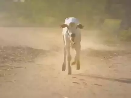 #गौमाता पर बनी इस साउथ फिल्म ने मचा दिया है तहलका #गौ तस्करों पर आधारित एक खूबसूरत फिल्म, जरूर देखें