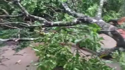 ചാവക്കാട്: ശക്തമായ കാറ്റിൽ മാവിന്റെ വലിയ കൊമ്പൊടിഞ്ഞ് വീണു, ഊഞ്ഞാലാടുകയായിരുന്ന കുട്ടികൾ രക്ഷപ്പെട്ടു