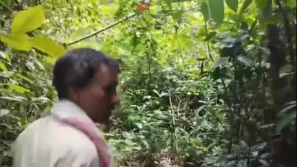 আমগুৰি: বৃহত্তৰ নামতিপুল অঞ্চলত বাঘৰ উপদ্ৰৱ,কাণসাৰ নাই বন বিভাগৰ #jansamasya