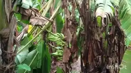കുട്ടനാട്: വീയപുരത്ത് വാഴകൃഷി നശിച്ചവർക്ക് നഷ്ടപരിഹാരം നൽകണമെന്ന ആവശ്യം ശക്തം #localissue