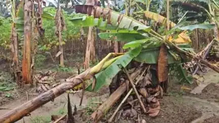 ദേവികുളം: ശക്തമായ കാറ്റിലും മഴയിലും രണ്ടായിരത്തോളം ഏത്തവാഴകൾ നിലം പതിച്ചു, നിരാശയിൽ അടിമാലി അമ്പലപ്പടിയിലെ കർഷകർ #localissue