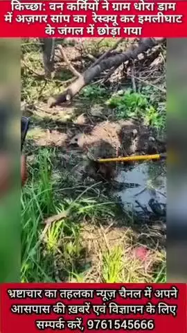 किच्छा: वन कर्मियों ने ग्राम धोरा डाम में अज़गर सांप का  रेस्क्यू कर इमलीघाट के जंगल में छोड़ा गया