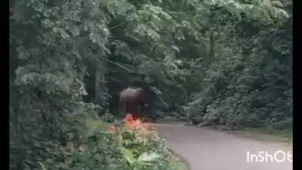 കോന്നി: കല്ലേലി റോഡിൽ കാട്ടാന സ്കൂട്ടർ യാത്രക്കാർക്ക് നേരെ പാഞ്ഞടുത്തു, അമ്മയ്ക്കും മകൾക്കും പരിക്ക്