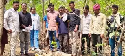 गढ़ी: गढ़ी के कुंवालिया में पैंथर ने गाय पर किया हमला, गाय और बछड़े की मौत, गांव में डर और दहशत