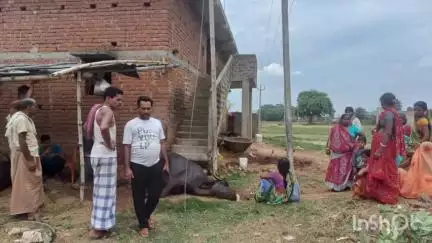 सतगावां: सिहास में 11000 वोल्ट के तार की चपेट में आने से एक भैंस की मौत