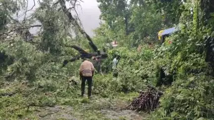 ഒറ്റപ്പാലം: ശക്തമായ കാറ്റും മഴയും, മനിശ്ശേരിയിൽ വൈദ്യുത കമ്പിക്ക് മുകളിൽ മരം വീണ് ഏഴു പോസ്റ്റുകൾ തകർന്നു