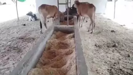 सगड़ी: तेरही अस्थायी गोवंश आश्रय स्थल पर दुर्व्यवस्थाओं का अंबार, शासन-प्रशासन के जिम्मेदार अधिकारी बने हुए हैं बेखबर