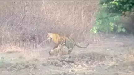 देवेंद्रनगर: पन्ना टाइगर रिजर्व में पर्यटकों को दिखे बाघ पी-663 और बाघिन पी-652, रोमांचक नज़ारा हुआ वायरल