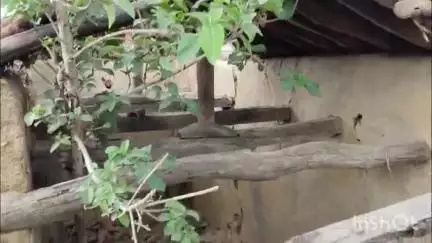 तिसरी: मनसाडीह में दिव्यांग को आवास का लाभ नहीं मिला, वरीय पदाधिकारी से योजना का लाभ देने की मांग