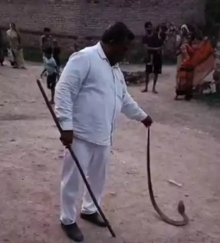 લીલીયા: લીલીયા શહેરમાં આવેલ સિવિલ પ્લોટ વિસ્તારમાં નીકળ્યો કોબ્રા સર્પ:રેસ્ક્યુ કરવા જીવદયા પ્રેમી જીવનભાઈ વોરા દોડી ગયા