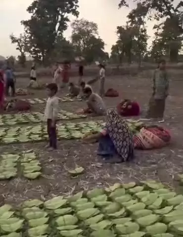 ओडगी: सूरजपुर जिले के ओडगी विकास खण्ड में बेमौसम बारिश के कारण तेंदू पत्ता तुड़ाई हुई बंद