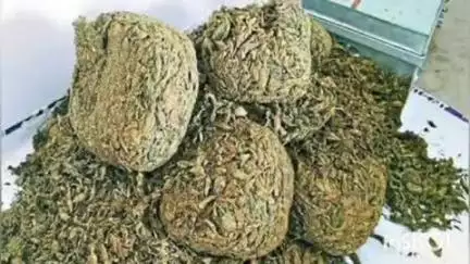 पनवेल: गांजा अंमली पदार्थ जवळ बाळगल्याप्रकरणी पनवेल शहर पोलिसांची कारवाई