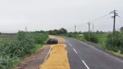 હાંસોટ: પંથકમાં વાવાઝોડા સાથે વરસેલ વરસાદના કારણે ખેડૂતોએ સુકવેલ ડાંગરનો પાક સતત પલળી જતા ખેડૂતોને હાલાકી પડી #jansamasya