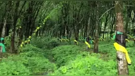 திருவட்டாறு: தொடர் மழையால் அருமனை- குலசேகரம் உள்ளிட்ட பகுதிகளில் 6 வது நாளாக ரப்பர் பால் வெட்டும் தொழில் பாதிப்பு