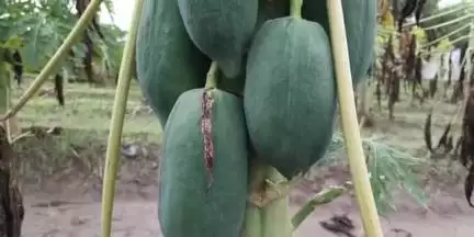 दक्षिण सोलापूर: बोरामणी येथे अवकाळी पावसात ५ एकर पपई भूईसपाट, ₹ २५ लाखांचे नुकसान...